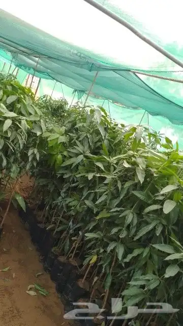 جميع انواع الشتلات موجوده التين السكري والمانجا والجوافه 3