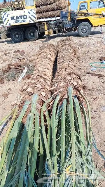 نخل للبيع جده مكه الطائف جميع المقاسات متوفر نخل مثمر 5