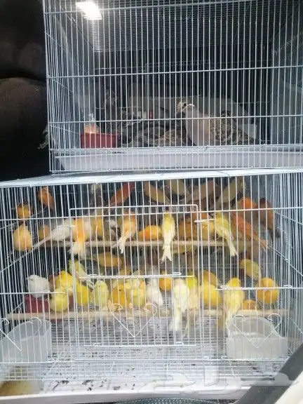 موصل طيور حيونات اليفه امنات 1