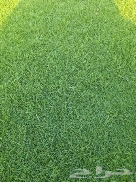 ثيل سي 2000صافي وطبيعي جرى قولي 2