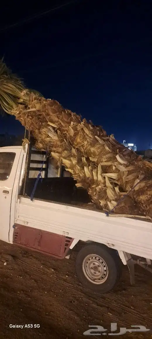 نخل للبيع جده مكه المكرمه الطايف 1