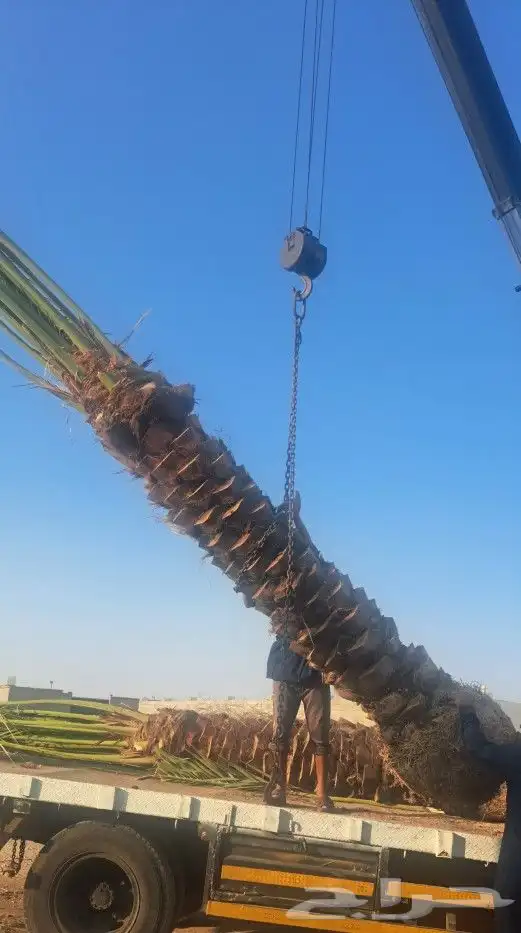 نخل للبيع جده مكه المكرمه الطايف 4
