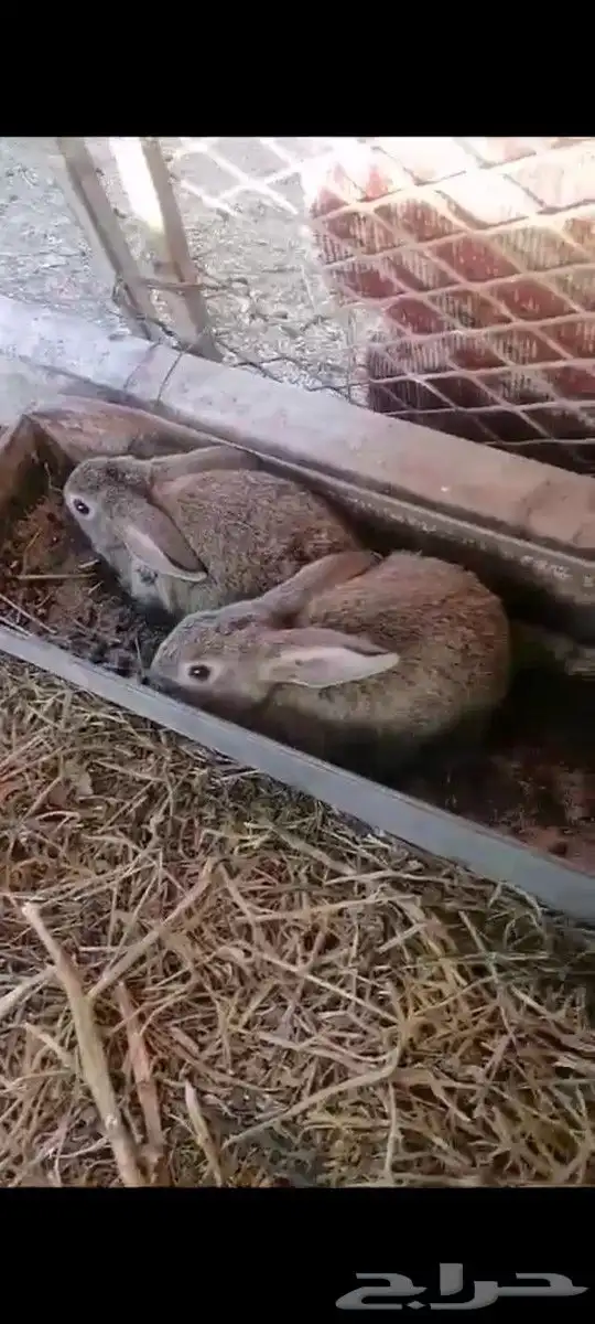 أرانب صغار ( تم البيييع ) 0