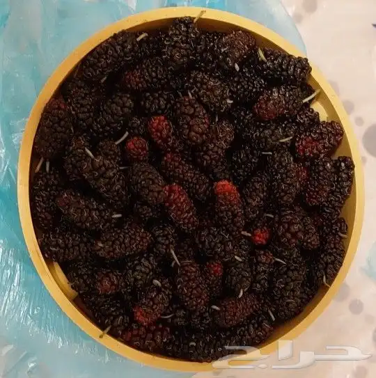 توت طايفي في جدة 2