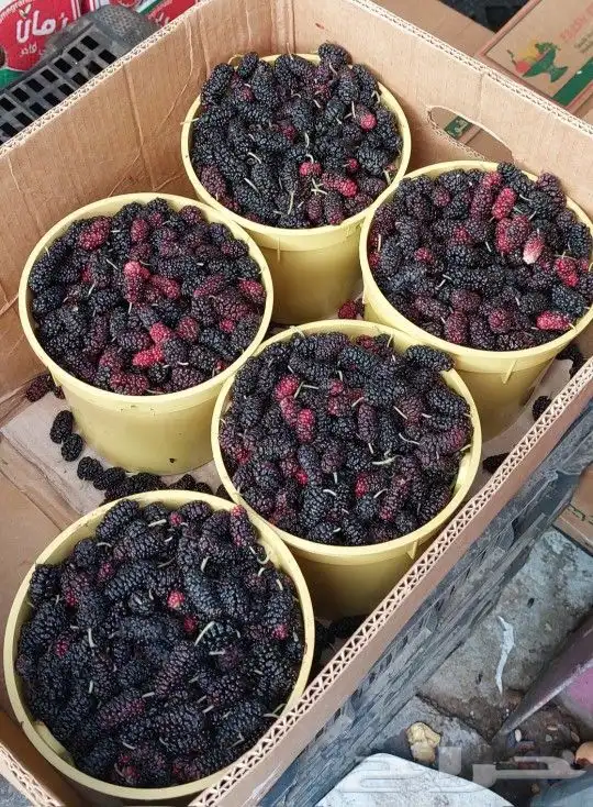 توت طايفي في جدة 1