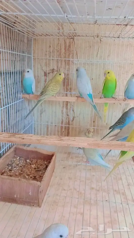 مجموعه بادجي الوان جميله 4