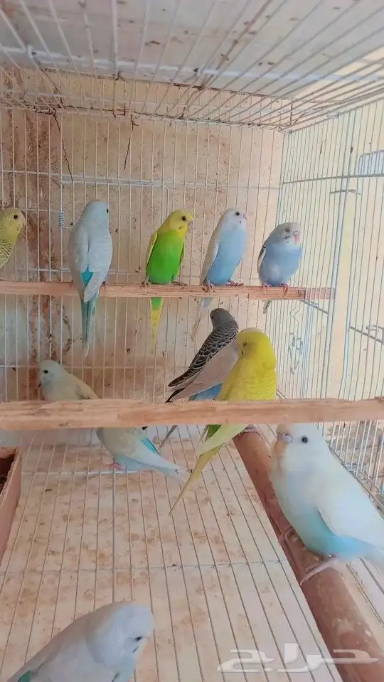 مجموعه بادجي الوان جميله 3