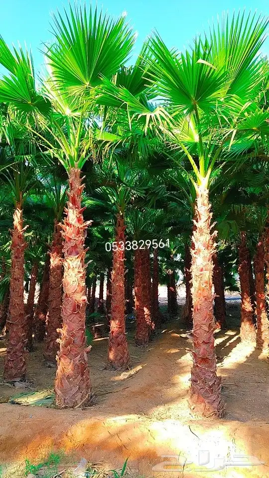 نخل نخيل واشنطن 1