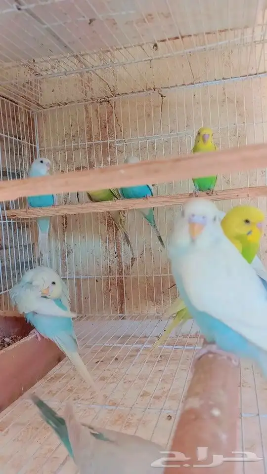 مجموعه بادجي الوان جميله 0