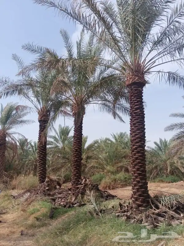 نخل للبيع جده مكه المكرمه الطايف 2
