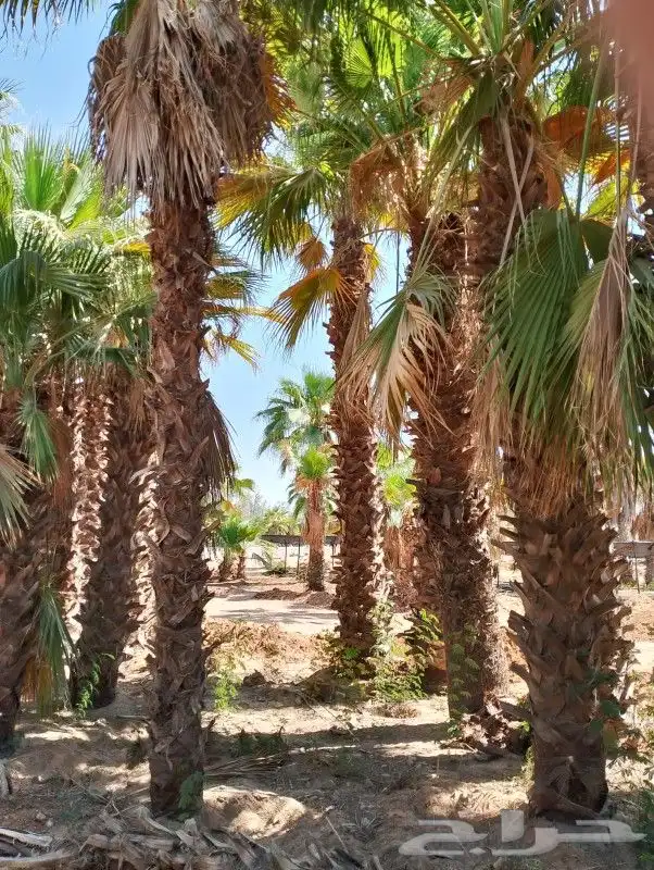 نخل عربي وواشنطنيا زينه 5