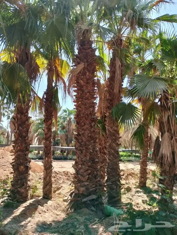 نخل عربي وواشنطنيا زينه 6