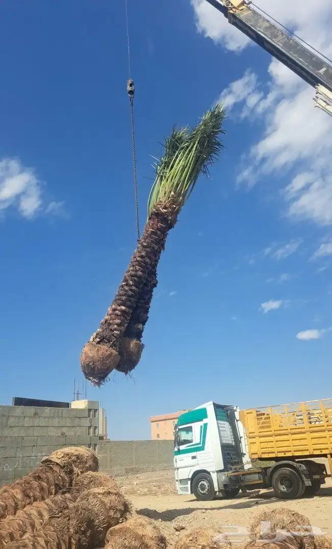 نخل للبيع جده مكه المكرمه الطايف 9