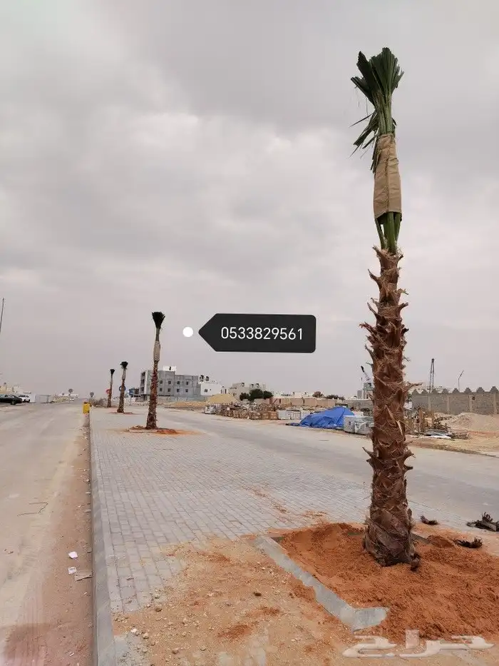 نخل نخيل واشنطن 2