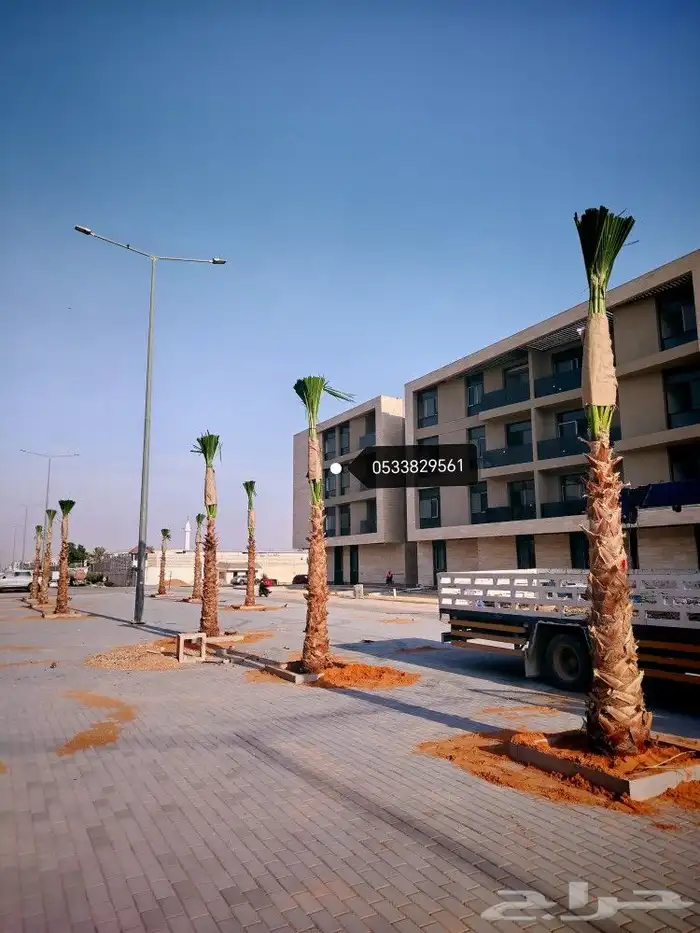 نخل نخيل واشنطن 0