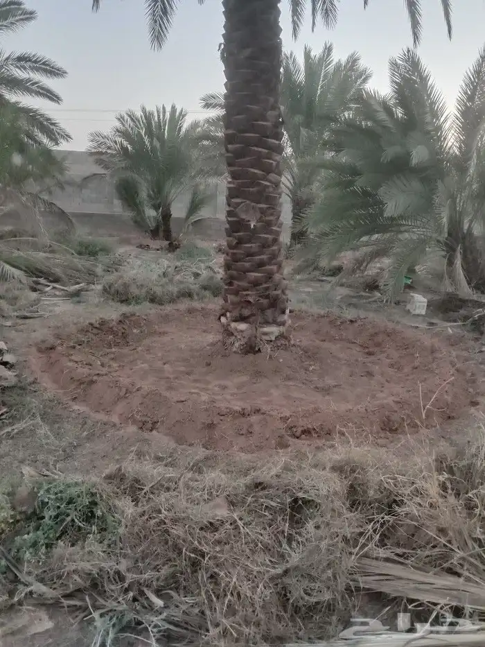 نستاجر المزراع انخيل ون نخذ بنصيفه وقوم بصينتها تشويك تلقيح 0