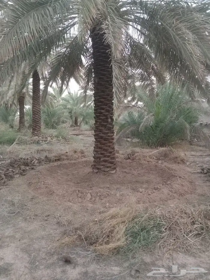نستاجر المزراع انخيل ون نخذ بنصيفه وقوم بصينتها تشويك تلقيح 2
