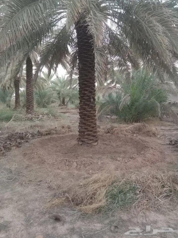 نستاجر المزراع انخيل ون نخذ بنصيفه وقوم بصينتها تشويك تلقيح 1