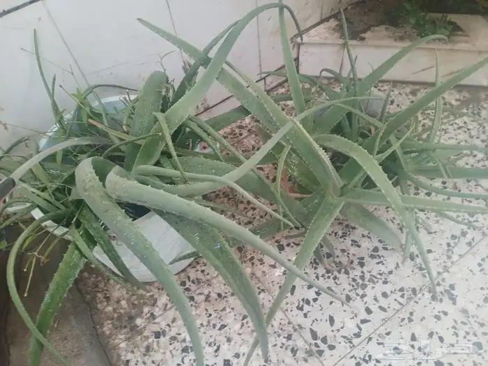 صبار الوفيرا طبيعي عضوي مفيد للبشرة والشعر مفيد جنسيآ 5