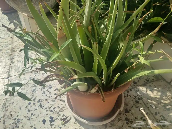 صبار الوفيرا طبيعي عضوي مفيد للبشرة والشعر مفيد جنسيآ 6