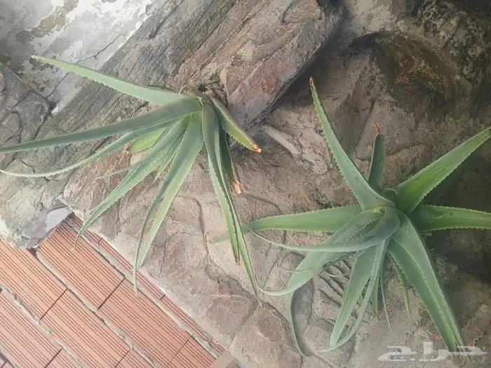 صبار الوفيرا طبيعي عضوي مفيد للبشرة والشعر مفيد جنسيآ 4