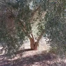 أشجار زيتون للبيع جميع الاحجام 5