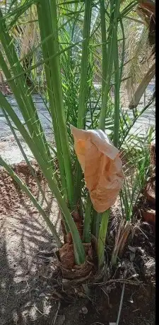 نخل للبيع فسايل ونقايل 7