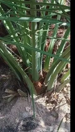 نخل للبيع فسايل ونقايل 4