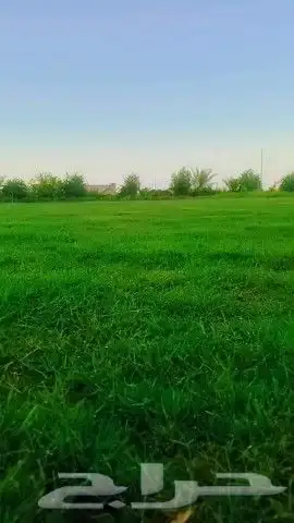 ثيل طبيعي صافي ونقي درجه اولى شرط 2