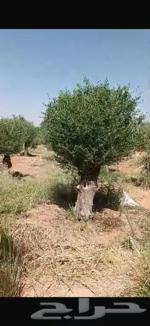 زيتون معمر 3