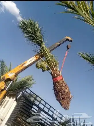 نخل للبيع فسايل ونقايل 3