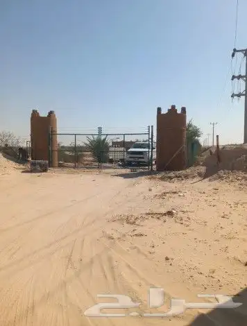 زراعه نخيل 4