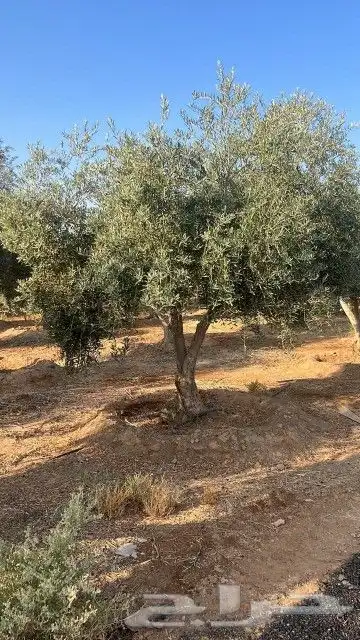 زيتون معمر 9