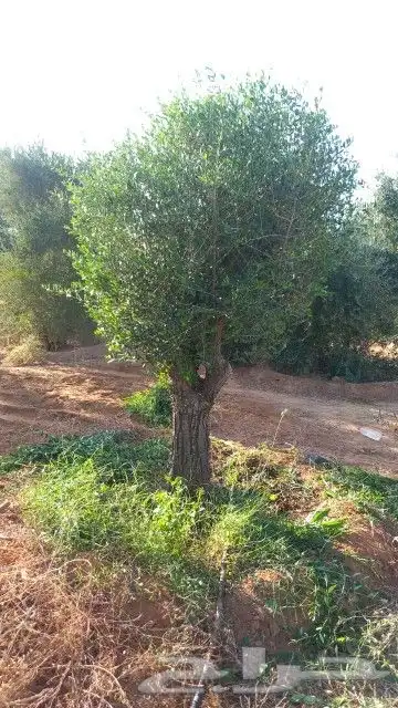 زيتون معمر 0