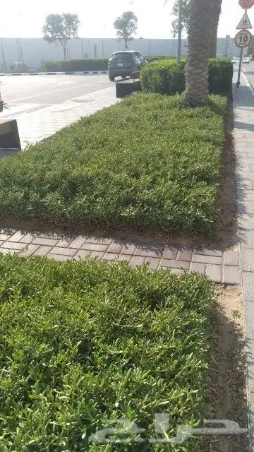 شلالات ونوافير ونخيل وزهور وورود ونباتات وتيل طبيعي والخشب ا 4