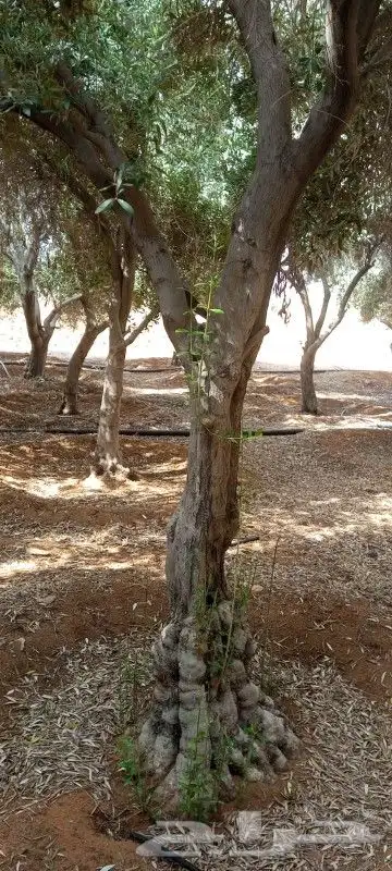 جميع أعمال النخيل والاشجار 3