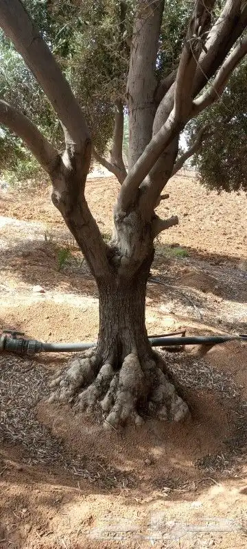 جميع أعمال النخيل والاشجار 2