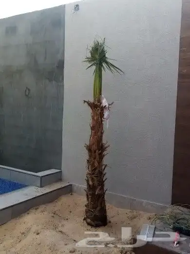 زراعه نخيل 6