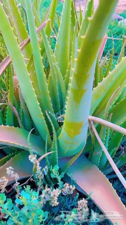 صبار الوفيرا طبيعي عضوي مفيد للبشرة والشعر مفيد جنسيآ 7