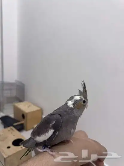 فرخ كروان نهايه غر بدايه هدد 2