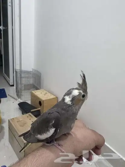 فرخ كروان نهايه غر بدايه هدد 0