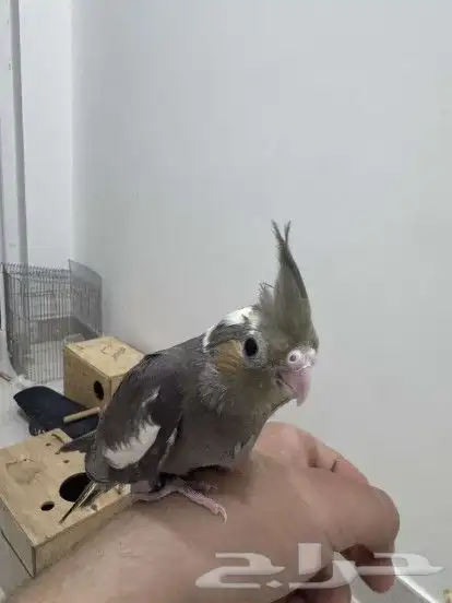 فرخ كروان نهايه غر بدايه هدد 1