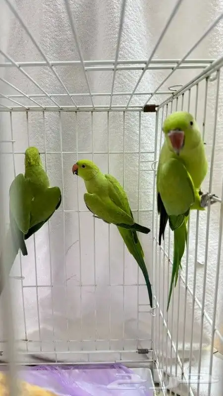 ببغاء الدره تم تم البيع 1