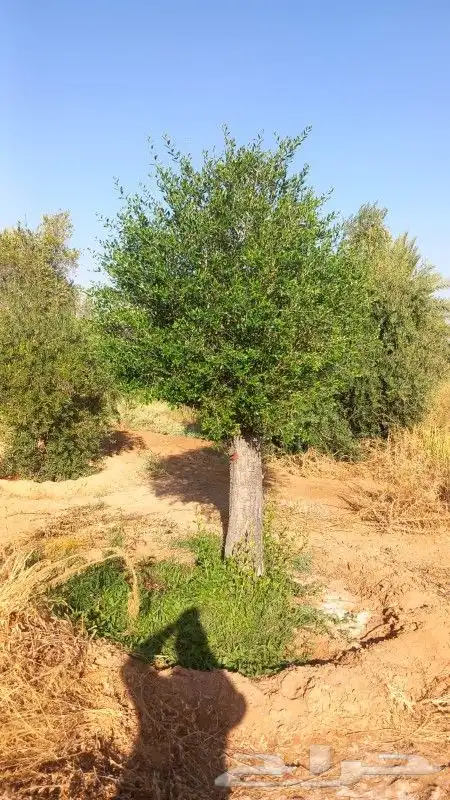 زيتون معمر 2