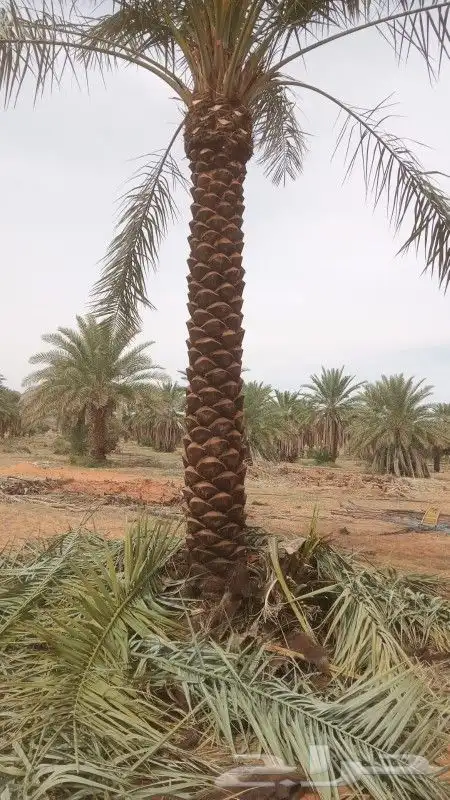 جميع أعمال النخيل والاشجار 6