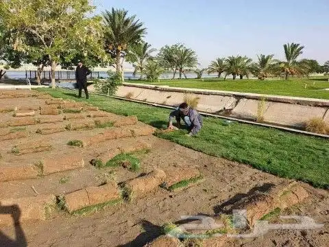 ثيل طبيعي صافي ونقي درجه اولى شرط 6