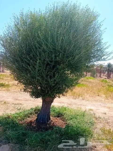 زيتون معمر 5