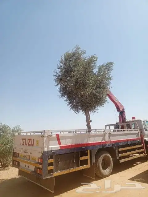 يوجد لدينا أنواع الشجرة والزيتون النخيل عربي مثمره 4