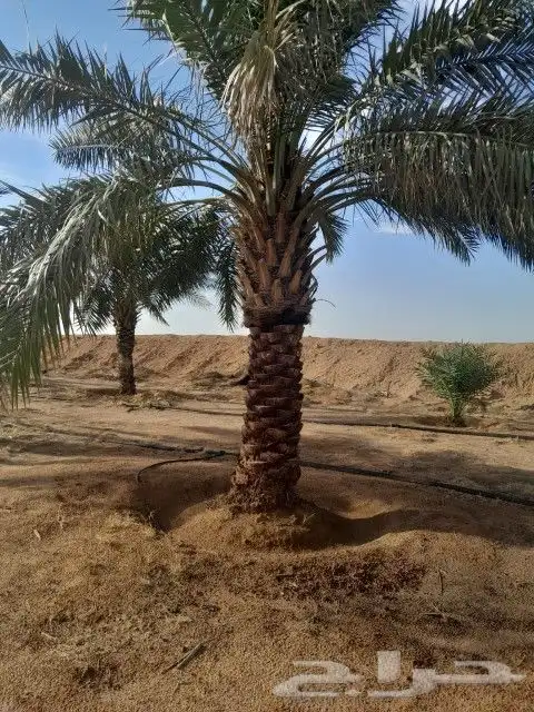 جميع أعمال النخيل والاشجار 5