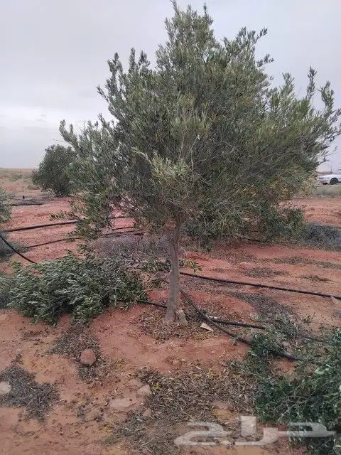 أشجار زيتون للبيع جميع الاحجام 2